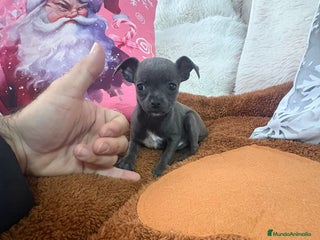 Chihuahua perros Chihuahua mini toy blue - Anuncio 1
