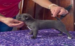 Chihuahua perros en venta: Excelentes chihuahuas azules - Imagen 4