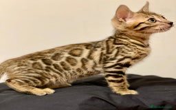 Bengalí gatos en venta: Gatita Bengalí - 3 Meses - Anuncio 8