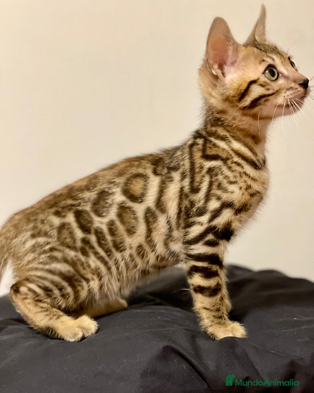 Bengalí gatos en venta: Gatita Bengalí - 3 Meses - Anuncio 8