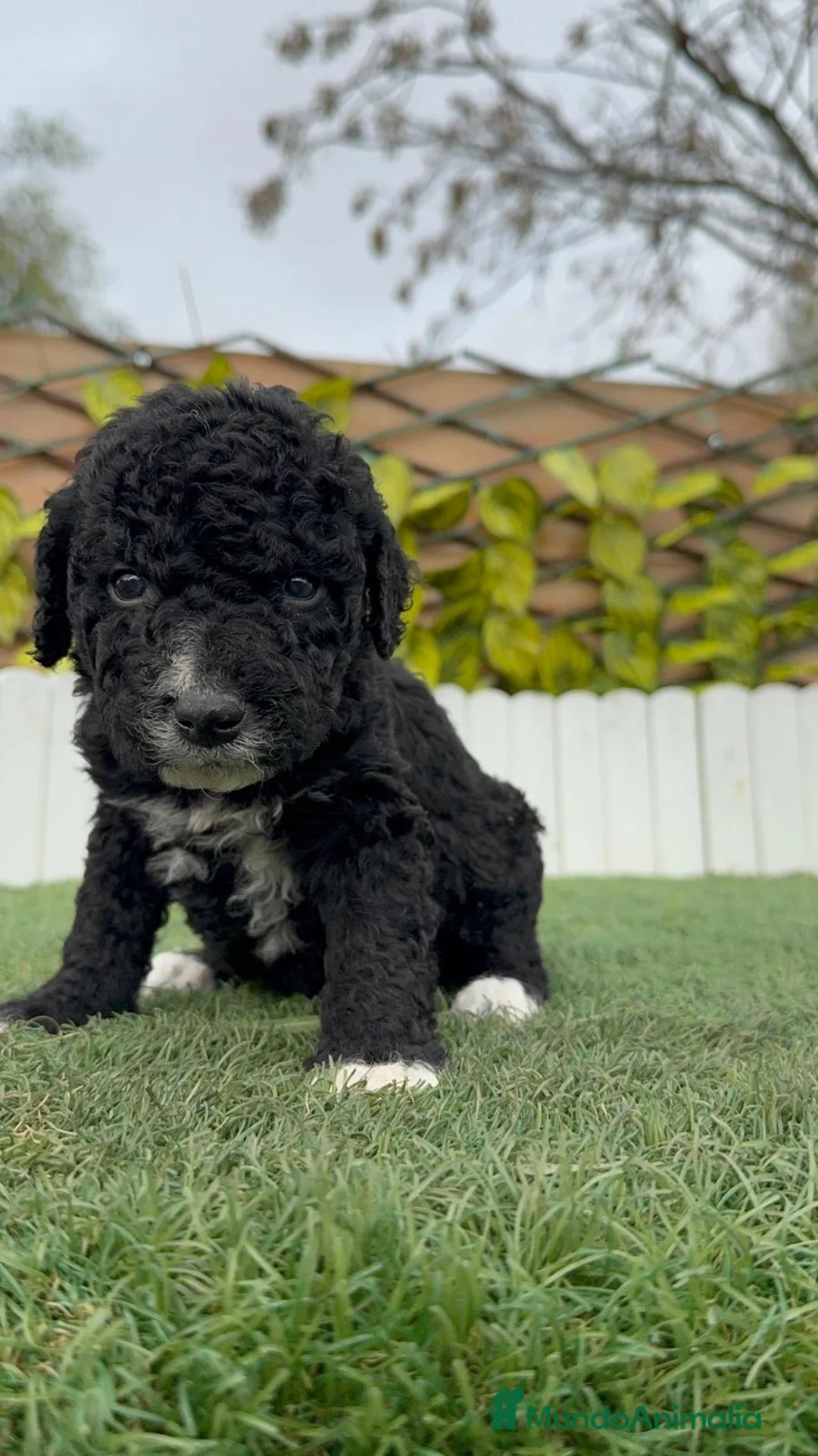 Perro de Agua Español perros en venta: PERRO DE AGUA MACHO - Anuncio 2