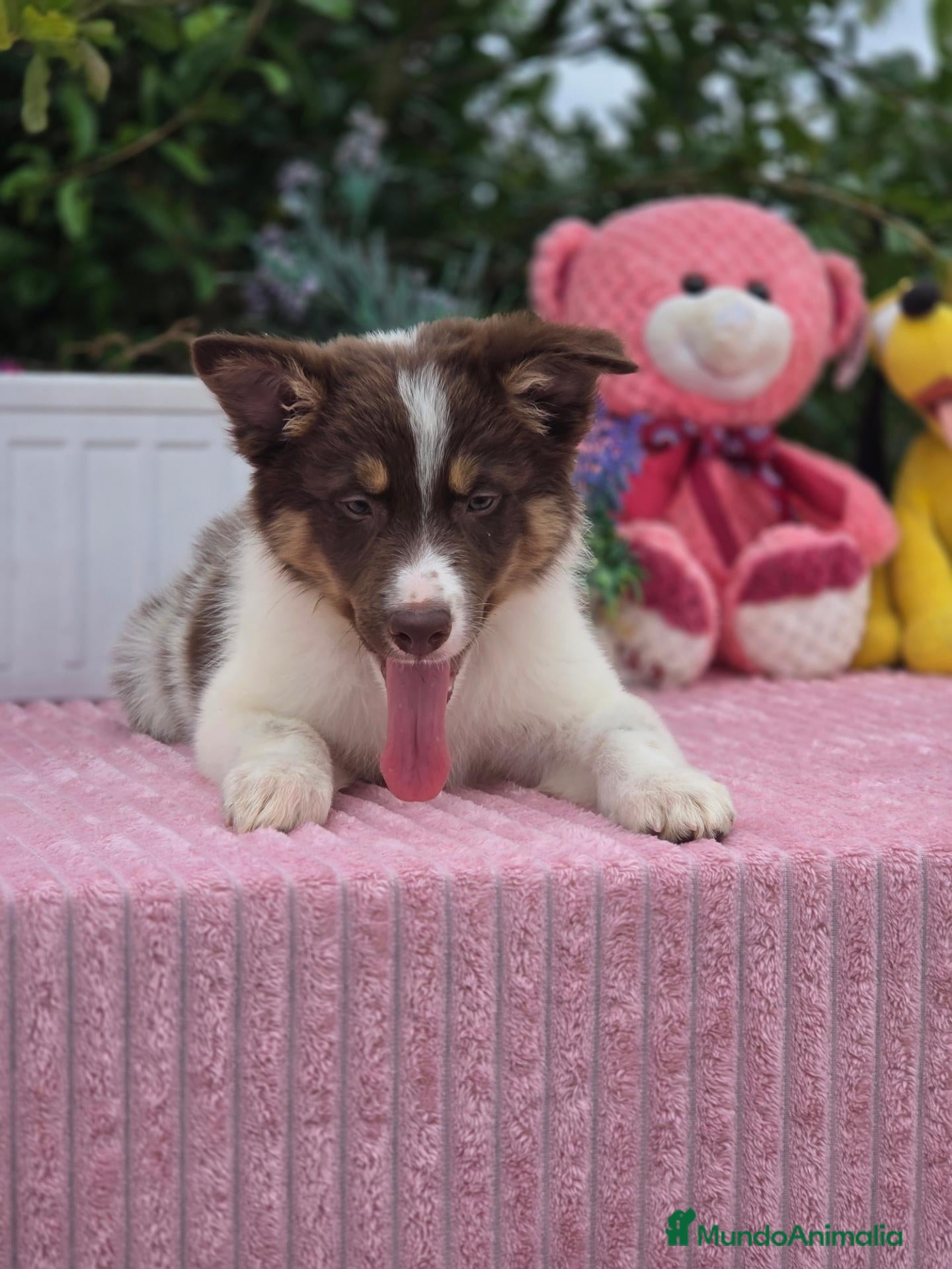 Border Collie perros Excelente camada de border collie - Anuncio 2