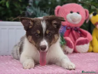 Border Collie perros Excelente camada de border collie - Anuncio 2
