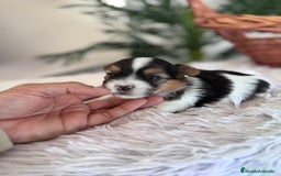 Yorkshire Terrier perros en venta: YORKSHIRE BIEWER - Anuncio 6