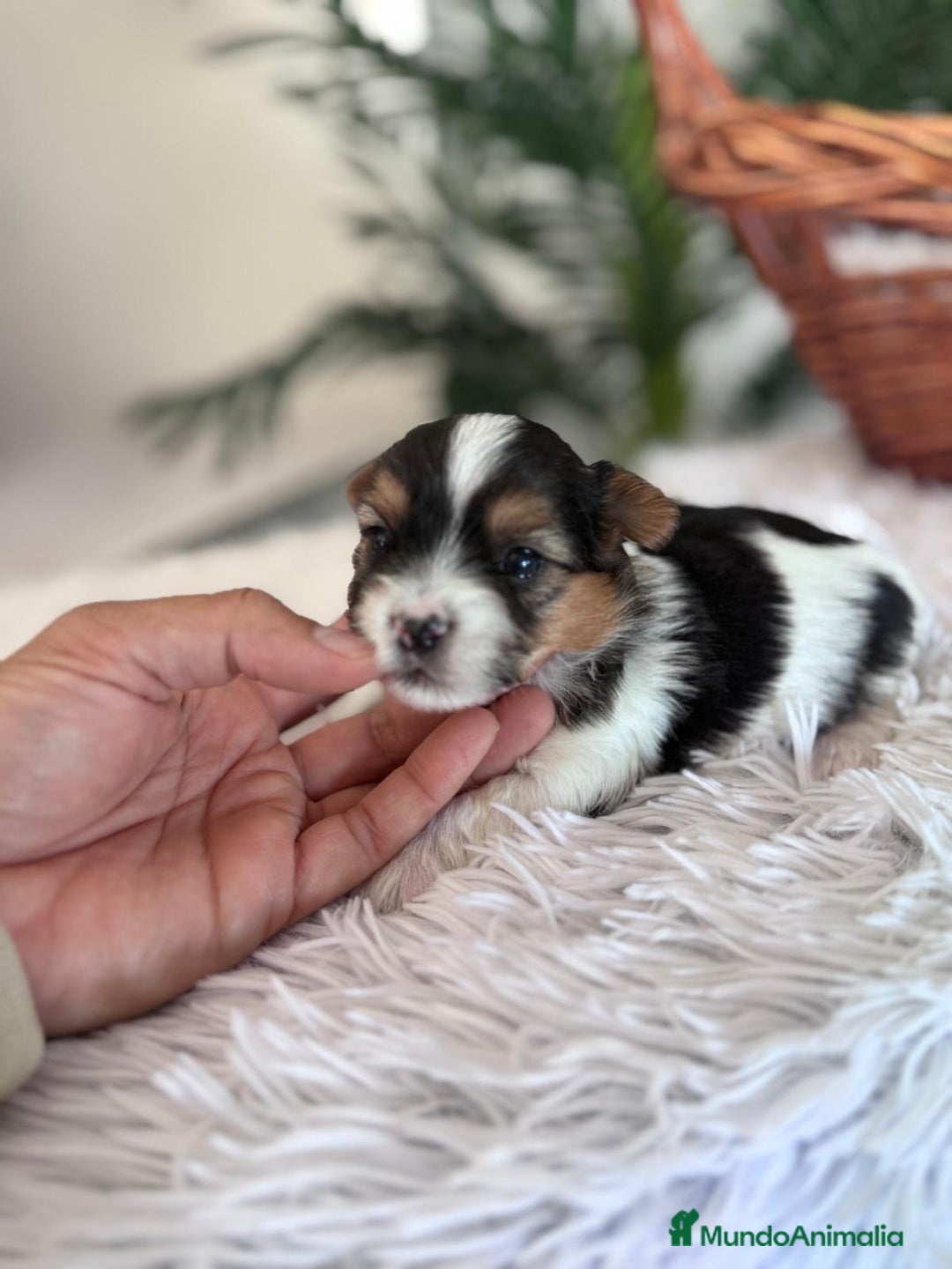 Yorkshire Terrier perros en venta: YORKSHIRE BIEWER - Anuncio 6
