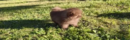 Pomerania perros en venta: Pomerania super toy - Anuncio 21