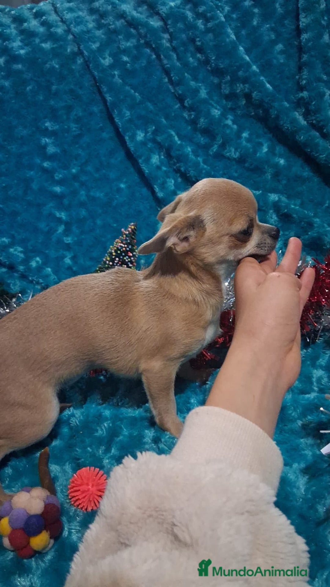 Chihuahua perros en venta: Preciosa chihuahua super toy de 5 meses  - Anuncio 3