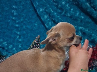 Chihuahua perros Preciosa chihuahua super toy de 5 meses - Anuncio 30