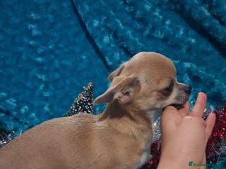 Chihuahua perros Preciosa chihuahua super toy de 5 meses - Anuncio 6