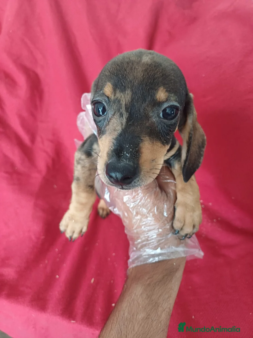 Teckel Miniatura perros en venta: Teckel Mini  - Anuncio 1