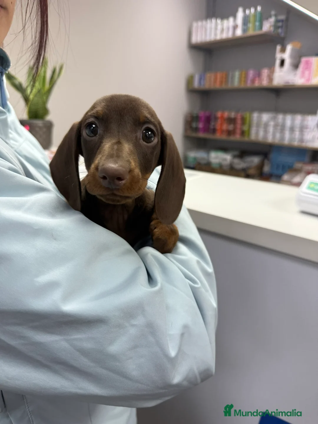 Teckel Miniatura perros en venta: TECKEL KANINCHEN TECKEL DEL PALMERAL CONÓCENOS - Anuncio 6