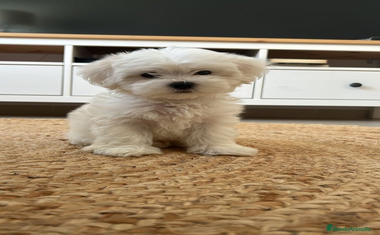 Bichón Maltés perros - Propaganda 12