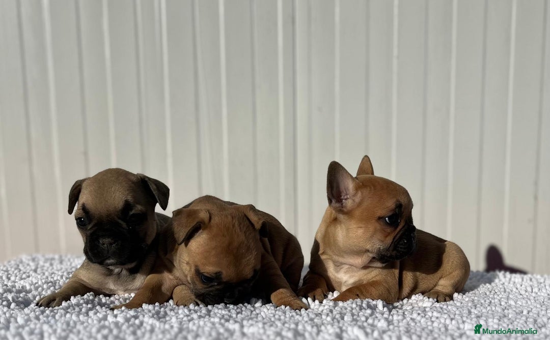 Bulldog Francés perros en venta: Bulldog francés cachorros Fwan  - Anuncio 4