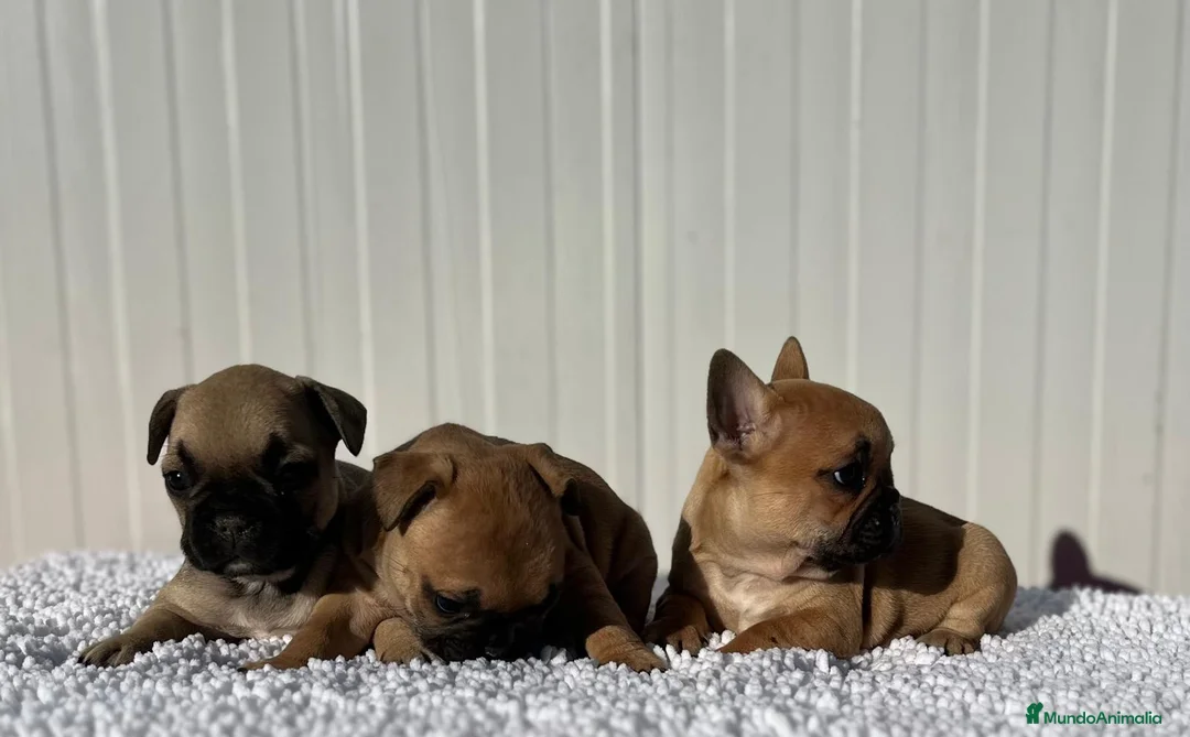 Bulldog Francés perros en venta: Bulldog francés cachorros Fwan  - Anuncio 4
