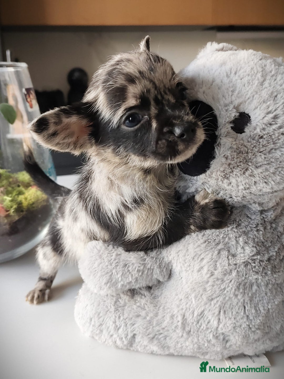 Chihuahua perros en venta: Chihuahua Toy  - Anuncio 2