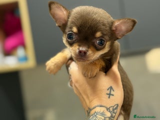 Chihuahua perros Cachorros chihuahua macho - Anuncio 23