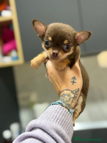 Chihuahua perros Cachorros chihuahua macho - Anuncio 11