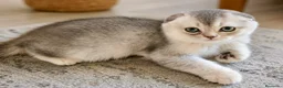 Scottish Fold gatos en venta: SE VENDE GATOS SCOTTISH FOLD - Anuncio 2