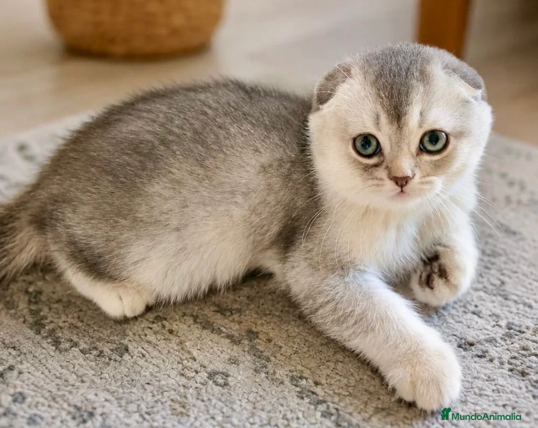 Scottish Fold gatos en venta: SE VENDE GATOS SCOTTISH FOLD - Anuncio 2