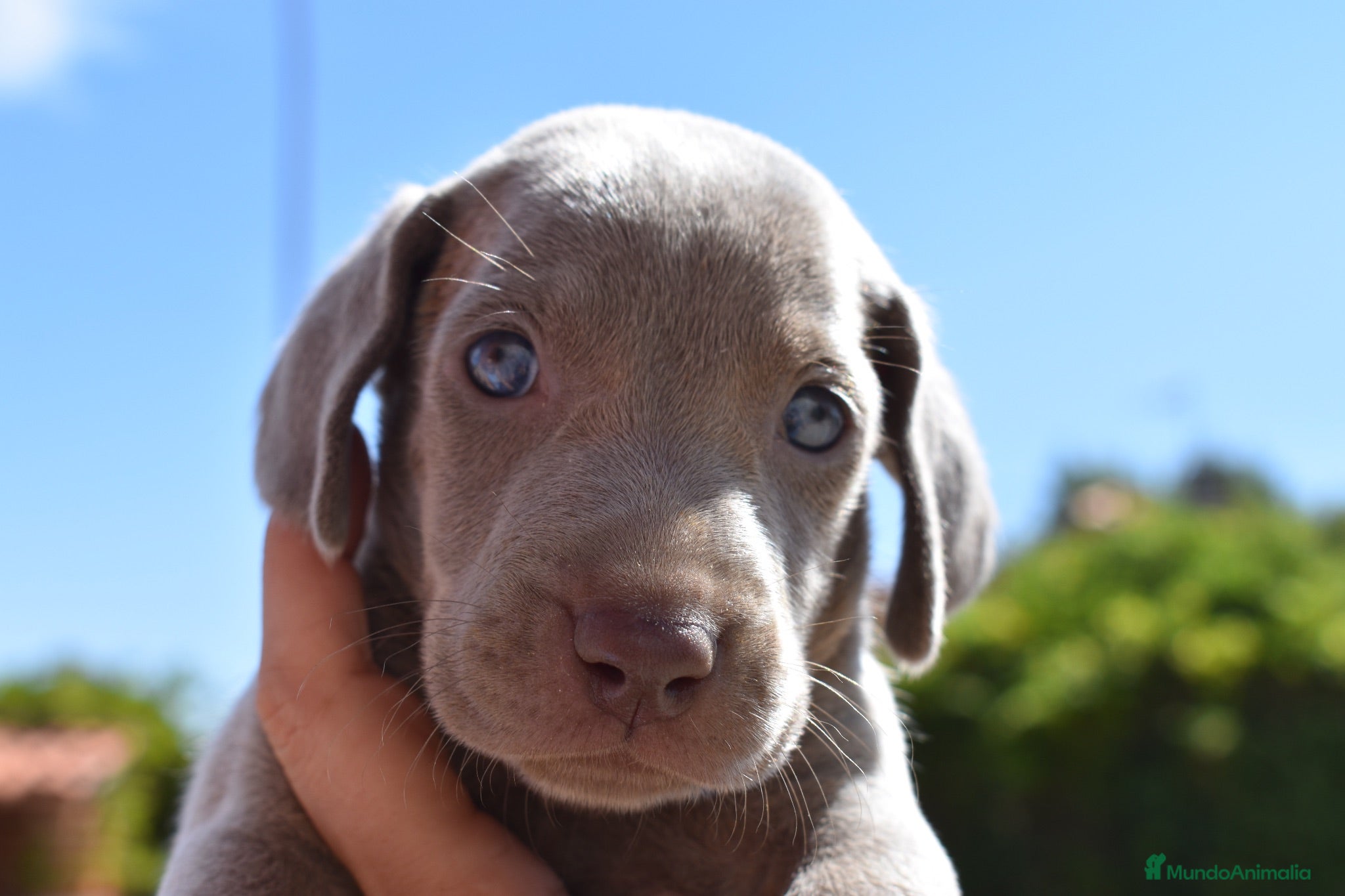 Weimaraner perros Weimaraner disponibles. - Anuncio 1