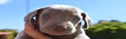 Weimaraner perros en venta: Weimaraner disponibles. en Valencia - Anuncio 1