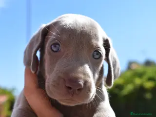 Weimaraner perros Weimaraner disponibles. - Anuncio 1