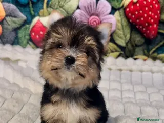 Yorkshire Terrier perros Yorkshire terrier Toy hembra disponible - Anuncio 1