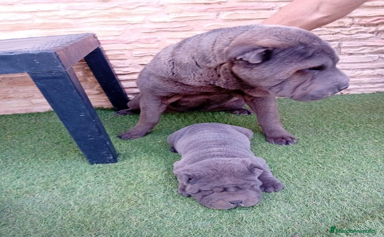 Shar Pei perros - Anuncio 11