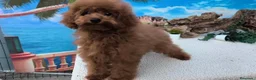 Caniche Toy perros en venta: Caniches toy - Anuncio 5