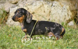 Teckel perros en venta: Teckel 🌭 Pequeños de patas, grandes de alma - Imagen 2