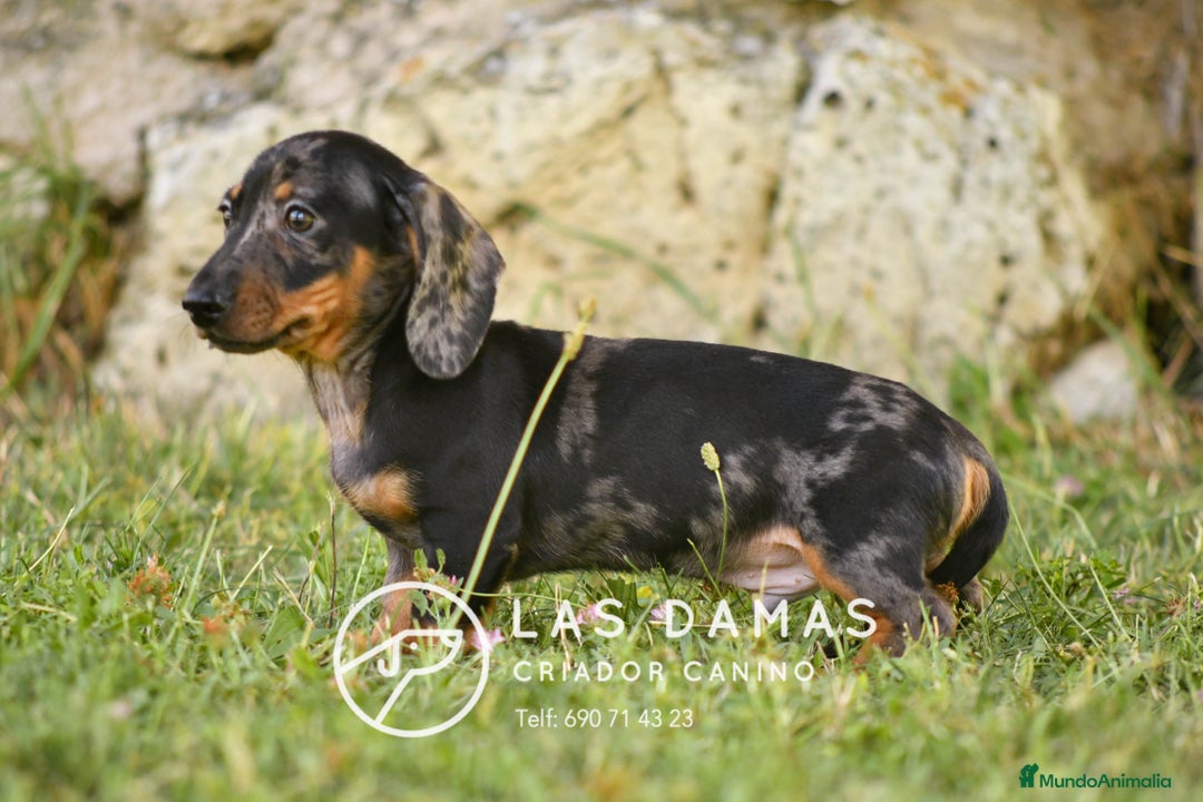 Teckel perros en venta: Teckel 🌭 Pequeños de patas, grandes de alma - Imagen 2
