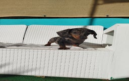 Teckel Miniatura perros en venta: Teckel mini  - Imagen 4