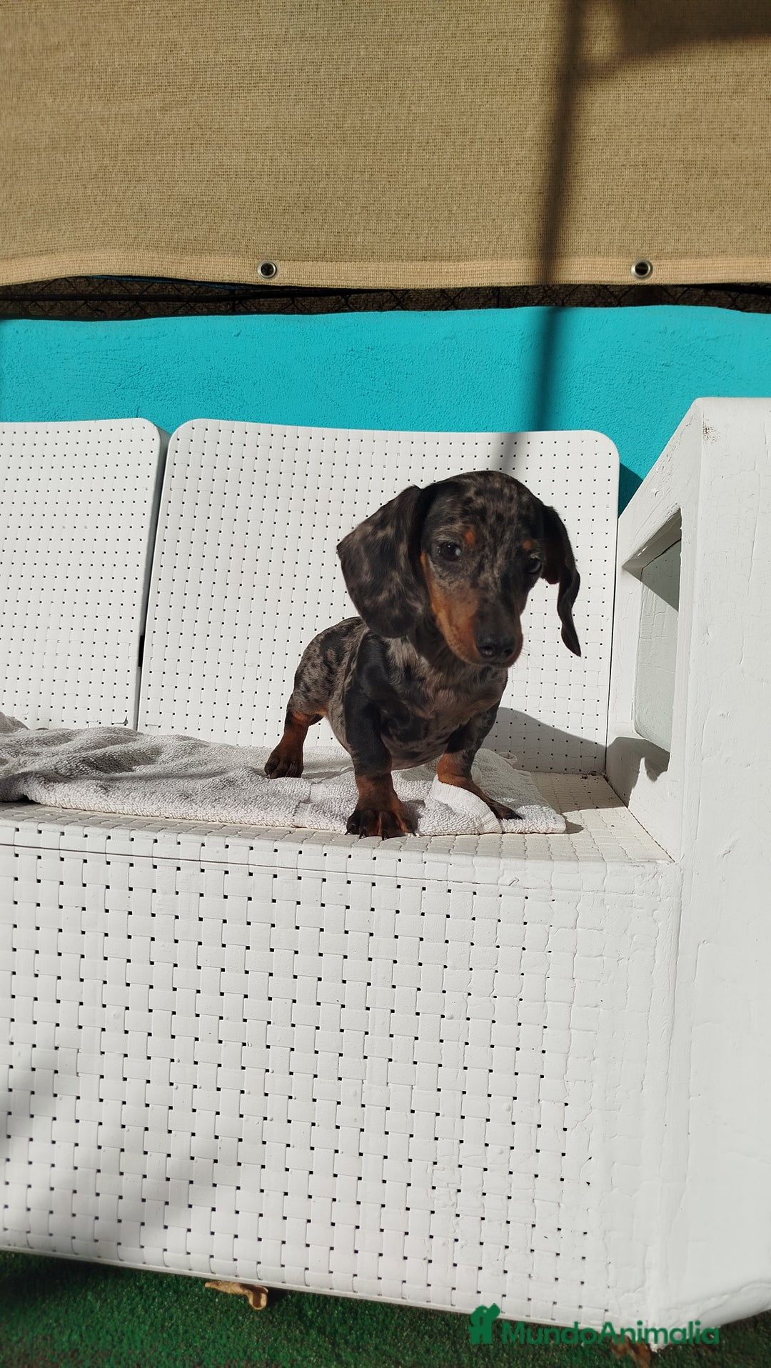 Teckel Miniatura perros en venta: Teckel mini  - Imagen 4