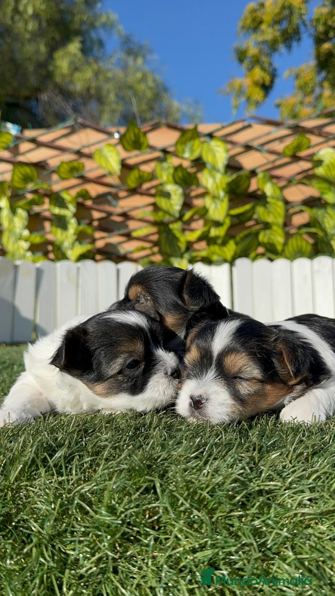 Yorkshire Terrier perros en venta: YORKSHIRE BIEWER - Anuncio 16