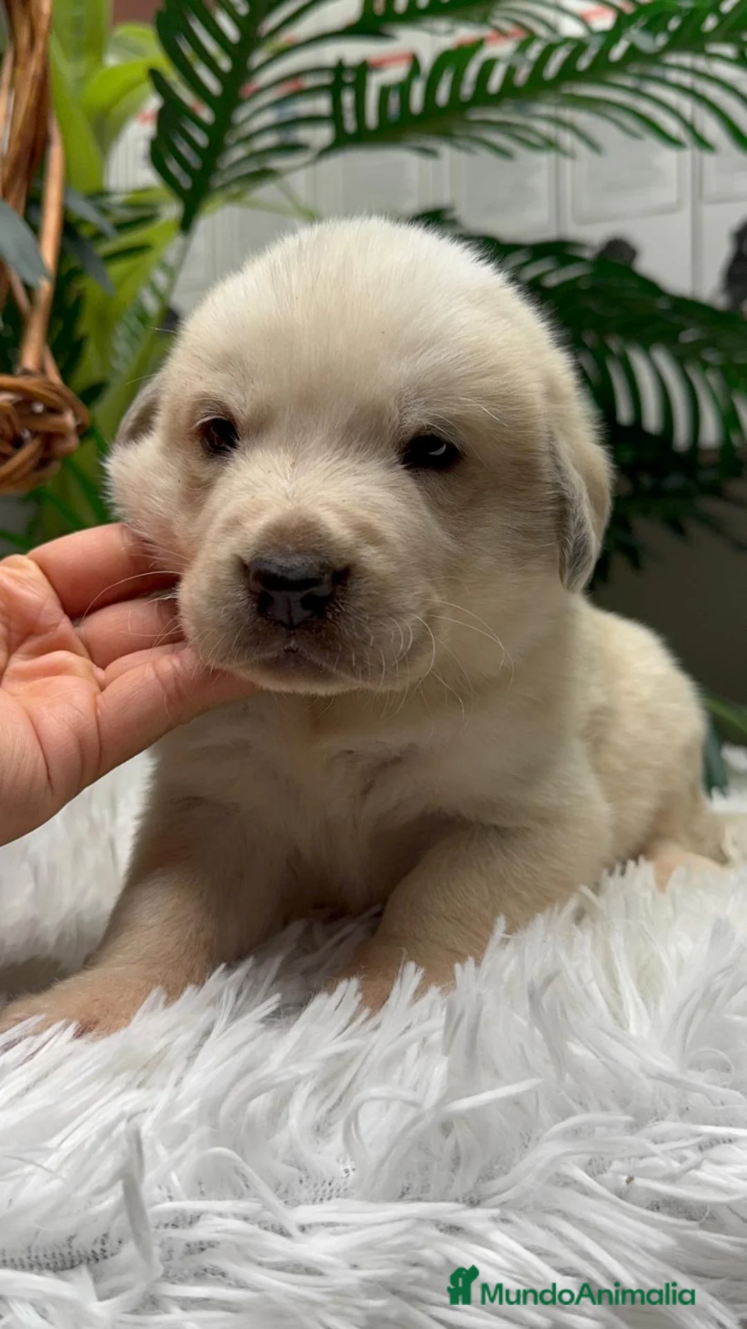 Mastín Español perros en venta: MASTIN ESPAÑOL - Anuncio 10