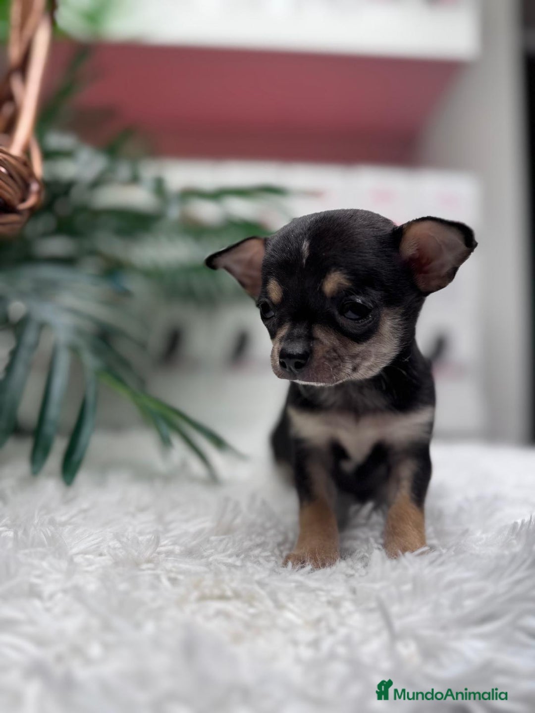 Chihuahua perros en venta: CHIHUAHUA MACHO - Anuncio 11