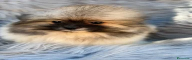Pomerania 1