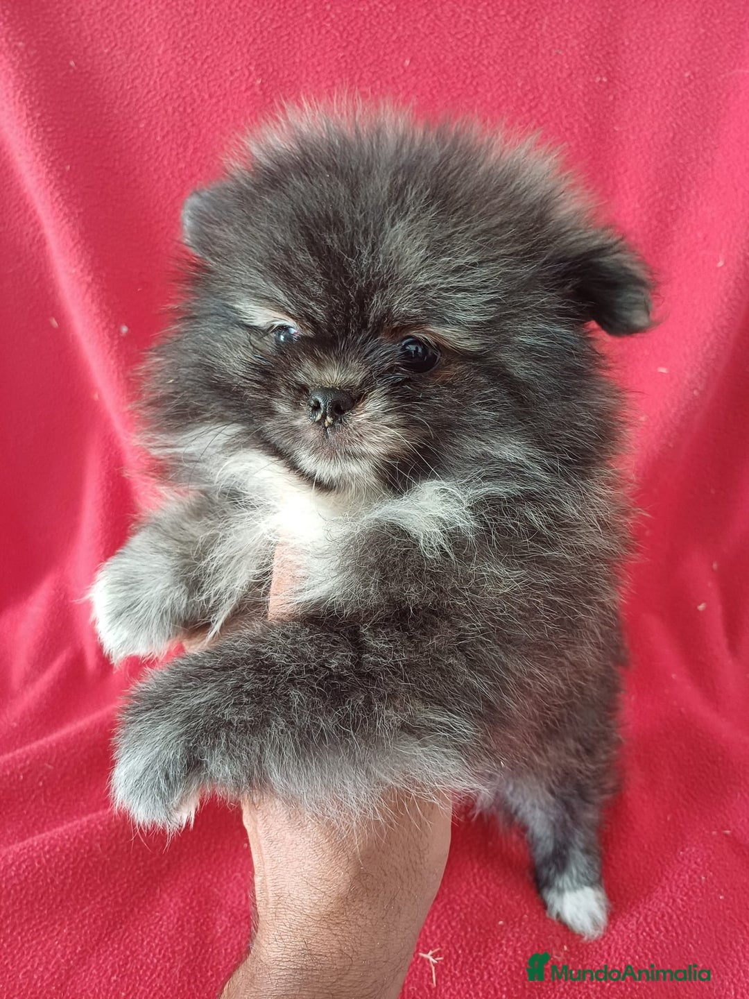 Pomerania perros en venta: Pomerania  - Imagen 1