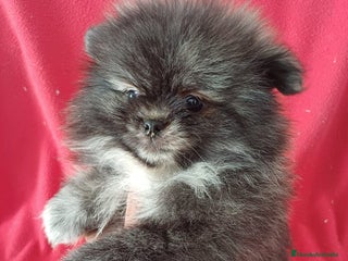 Pomerania perros - Anuncio 1