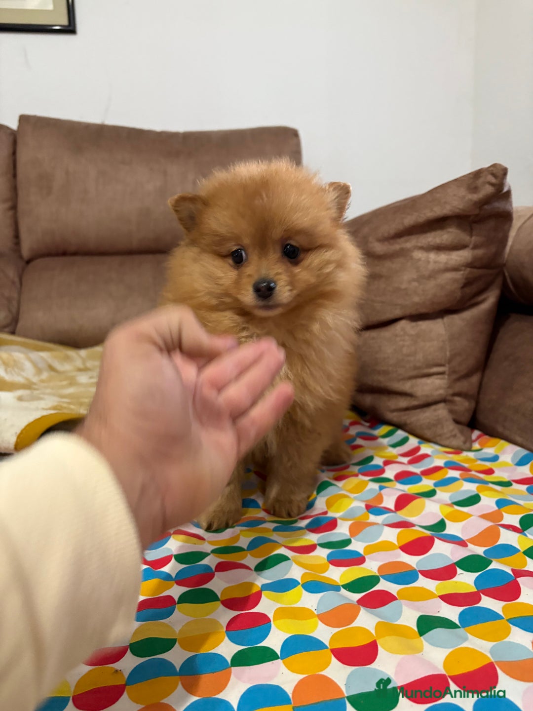 Pomerania perros en venta: Hembritas de Pomerania  - Anuncio 1