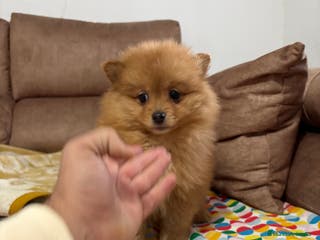 Pomerania perros Hembritas de Pomerania - Anuncio 2