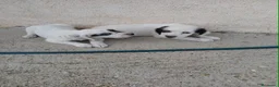 Setter Inglés perros en venta: Setter ingles  - Anuncio 2