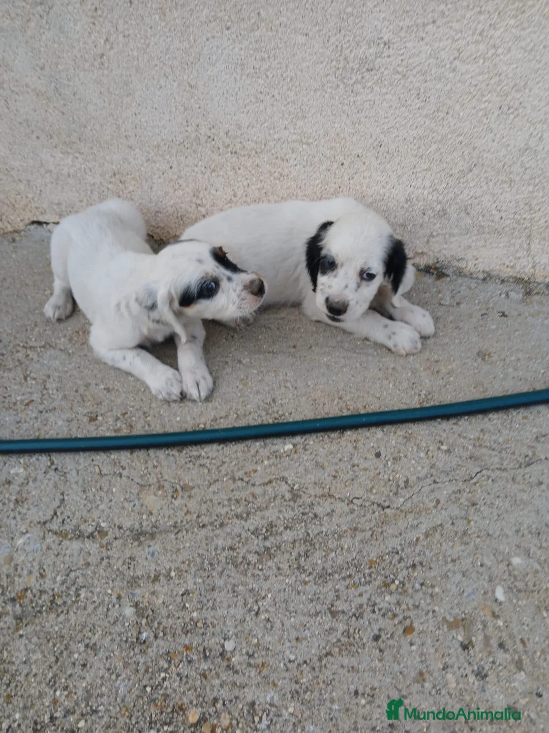 Setter Inglés perros en venta: Setter ingles  - Anuncio 2