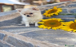 Chihuahua perros en venta: Chihuahuas macho de pelo largo  - Imagen 5