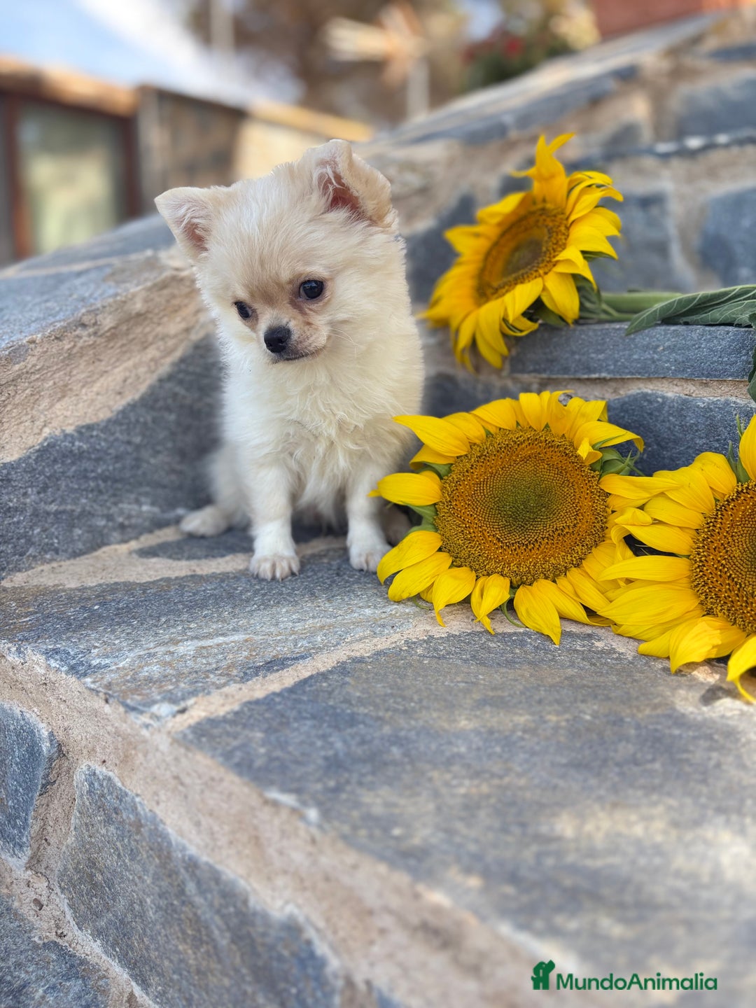 Chihuahua perros en venta: Chihuahuas macho de pelo largo  - Imagen 5