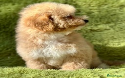 Maltipoo perros en venta: Maltipoo f2 - Imagen 6
