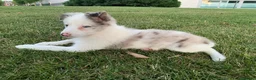 Border Collie perros en venta: Cachorra de border collie línea de belleza  - Anuncio 3