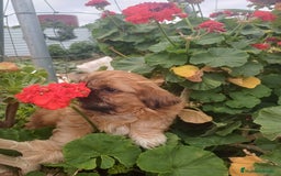 Shih Tzu perros en venta: Hembra y macho  - Imagen 5