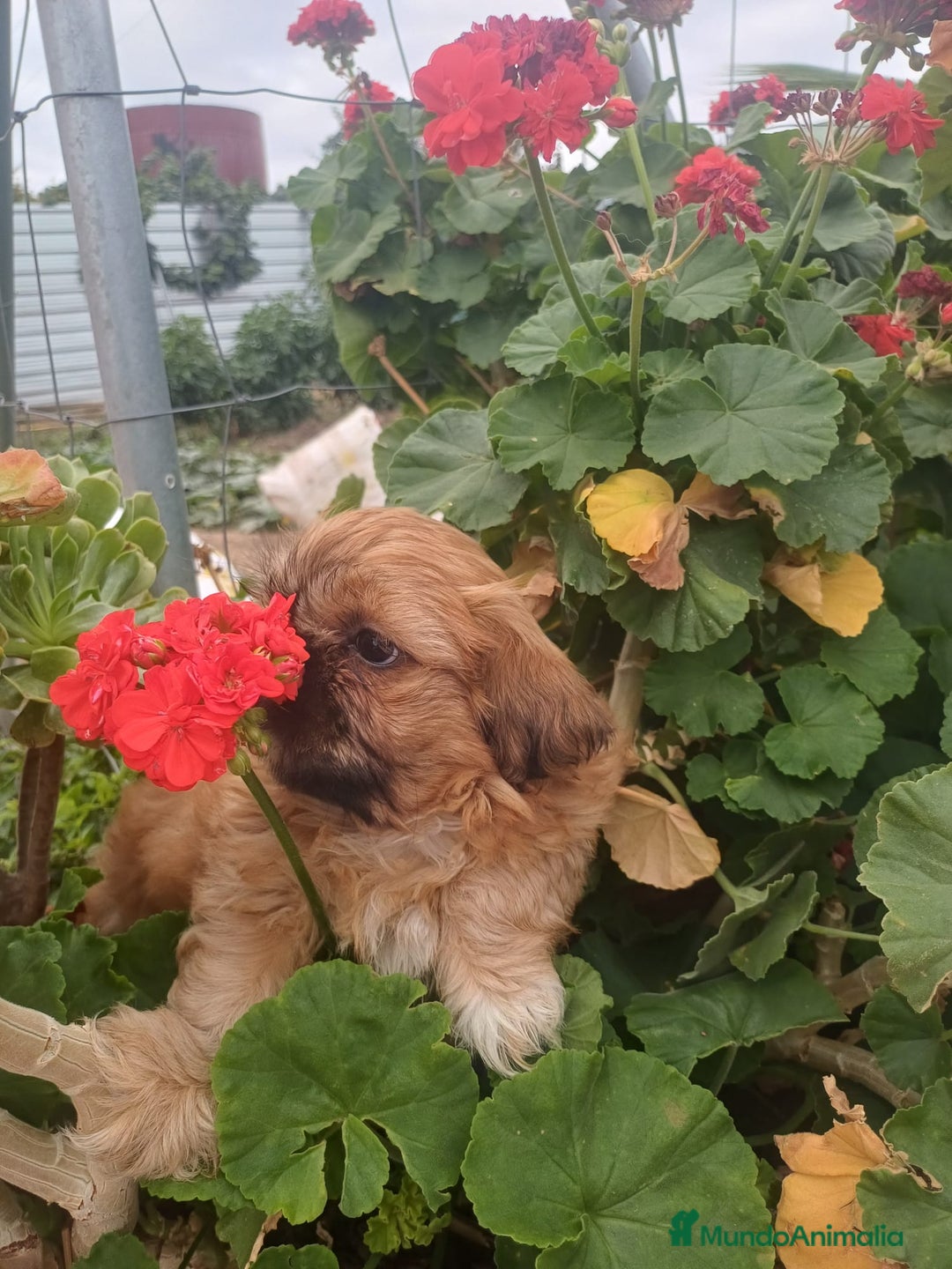 Shih Tzu perros en venta: Hembra y macho  - Imagen 5
