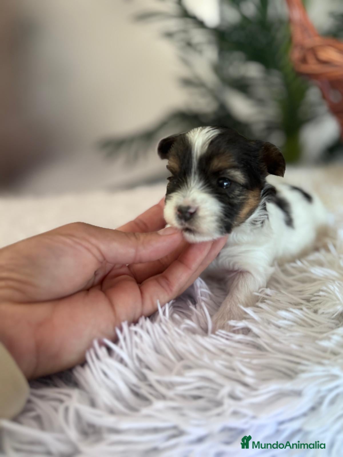 Yorkshire Terrier perros YORKSHIRE BIEWER - Anuncio 8